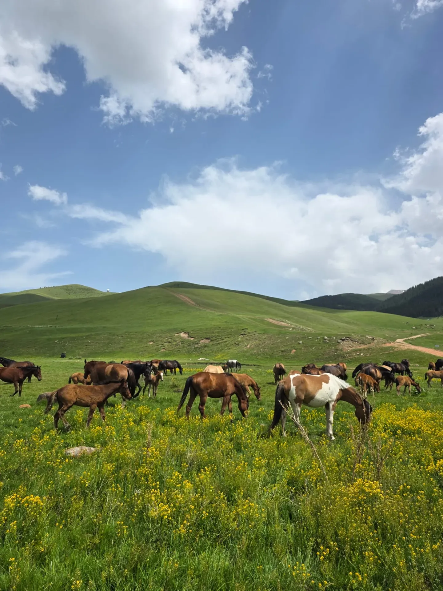 Pferdeherde in Kasachstan
